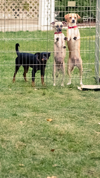 Two dogs standing behind a fence, one on hind legs, next to a third dog