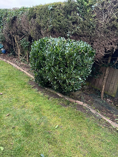A neatly trimmed, round bush stands beside a hedge