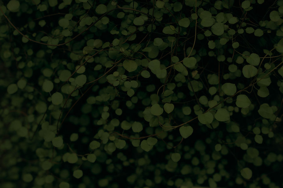 leaves.jpg