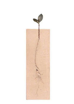 Cratera - Forno de papel.jpg