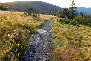 Roan Mountain