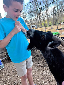 Boy petting a goat