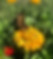 Butterfly on a flower