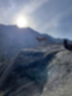 mountain dog