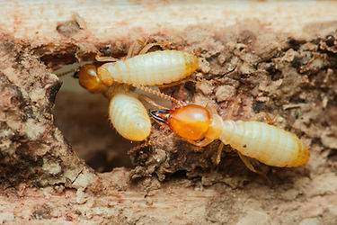 シロアリ・害虫対策