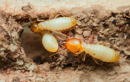 シロアリ・害虫対策