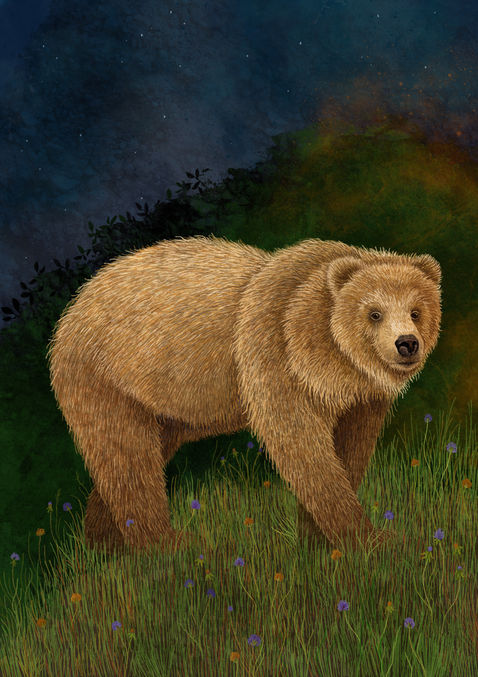 Bear.jpg