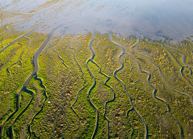 Une mangrove dans un environnement préservé