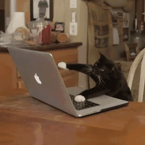 GIF4.gif