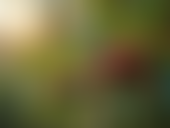 Hochwertiger kolumbianischer Kaffee direkt vom Bauern