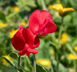 Flowers - Sweet Pea Red