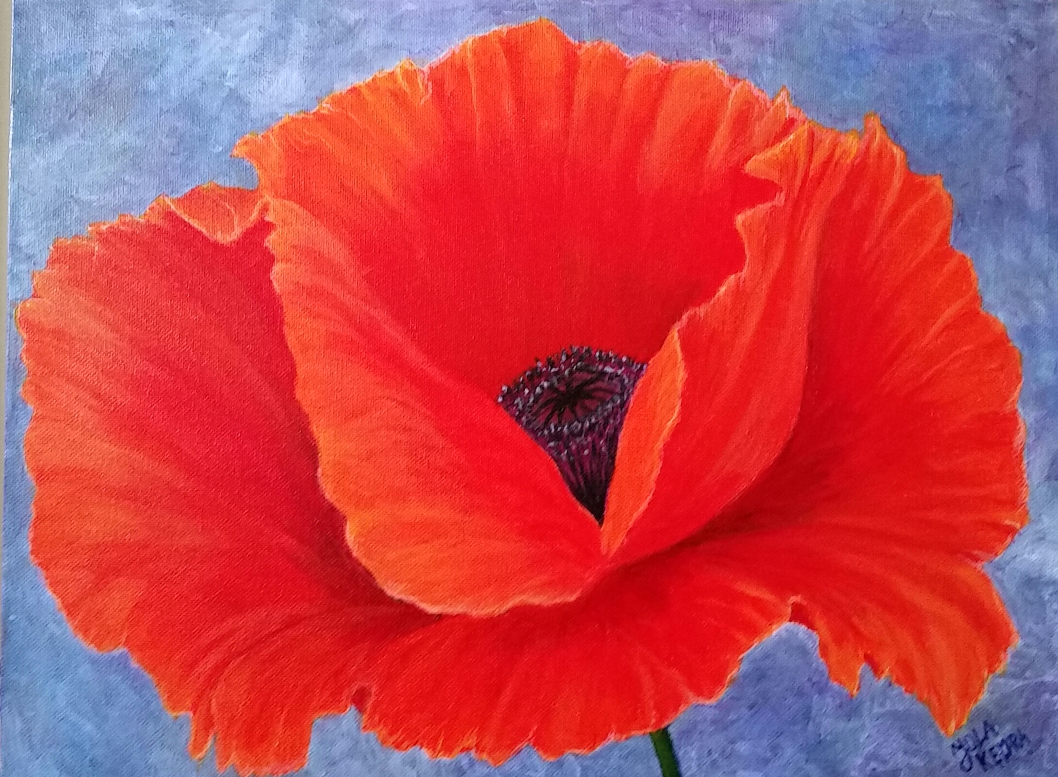 One Red Poppy