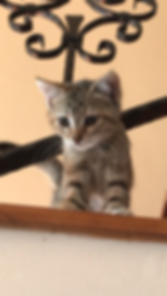 kedi sahiplendirme ilanları