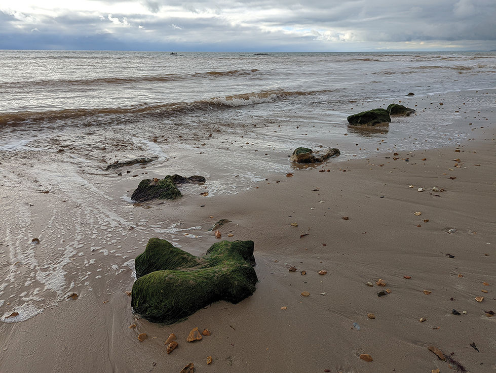 Dinosaur footprint fossil at low tide on Hanover Point.