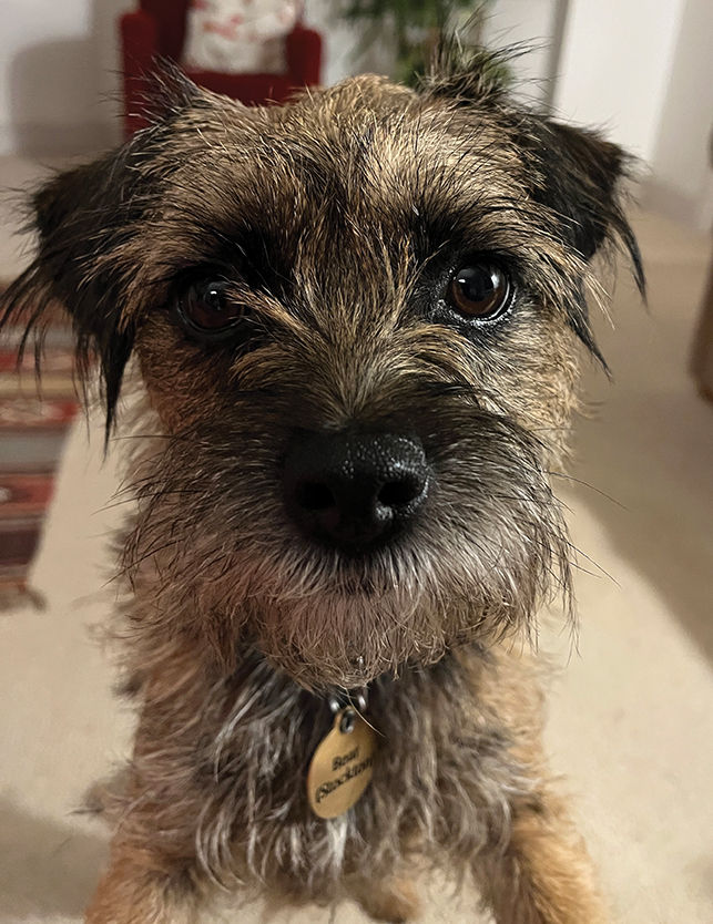 Bear the apprentice dog