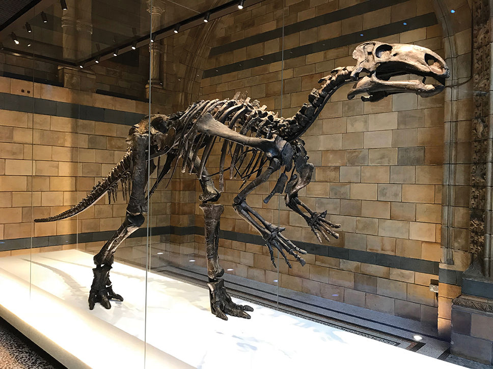 A Mantellisaurus.