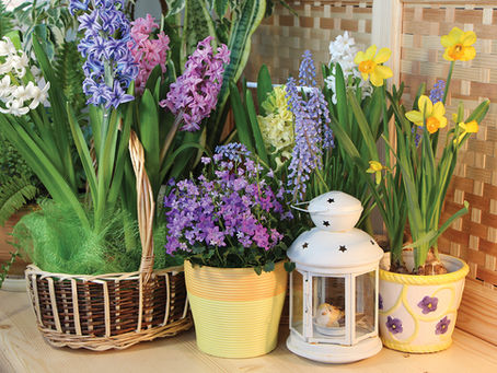 Blooming Times: Bring the Sunshine In