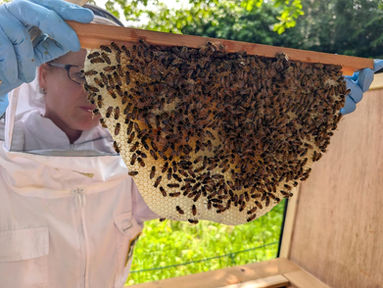 Win A Luxury Bee Honey Hamper And Private Hive Tour Experience