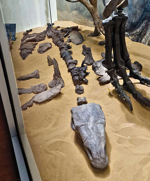 Vectipeltal at Dinosaur Isle.