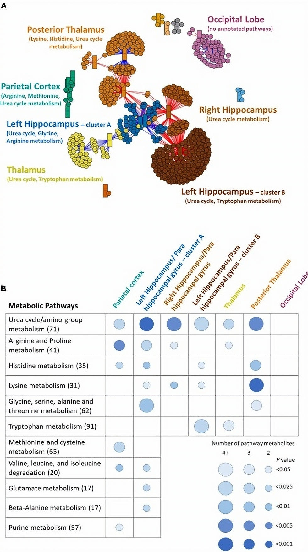 Multiomics network analysis showing brain imaging voxels and cerebrospinal fluid metabolites
