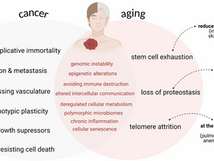 Multiomics Services Reveal Revolutionary Insights into Aging and Disease Development in 2025