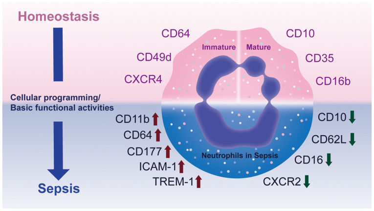 Schematic showing neutrophil phenotypes in
homeostasis versus sepsis with upregulated
CD11b, CD64, CD177, ICAM-1, TREM-1 and
downregulated CD10, CD62L, CD16,
CXCR2.