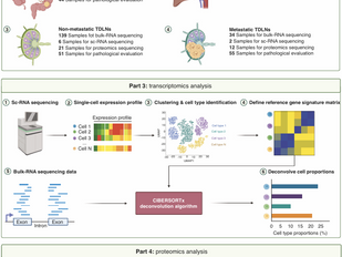 Multiomics Analysis Reveals How Lymph Node Status Impacts Colorectal Cancer Liver Metastasis Outcomes