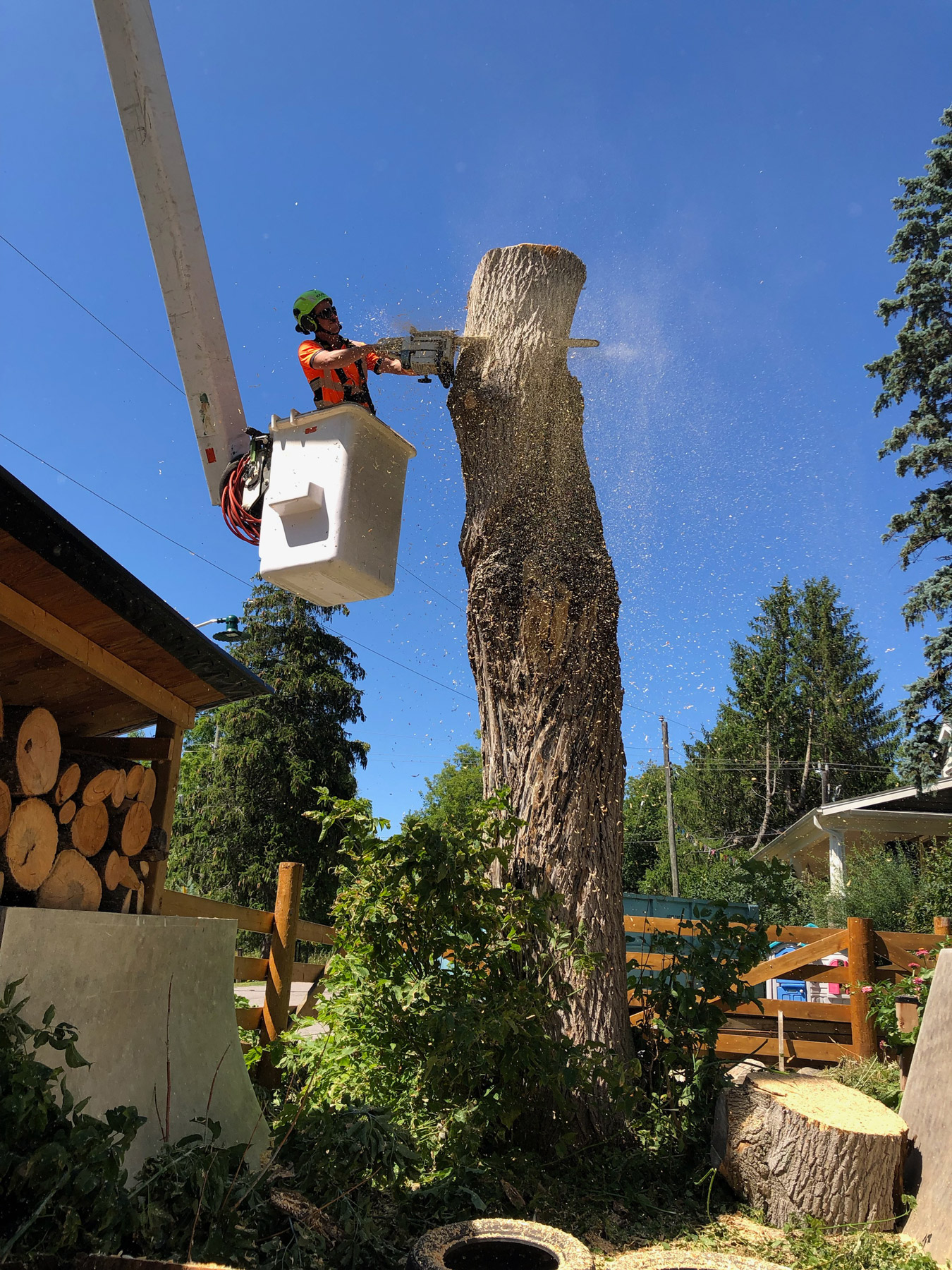 dropzone tree services dropzone tree services