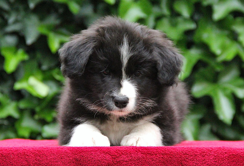 7 weeks