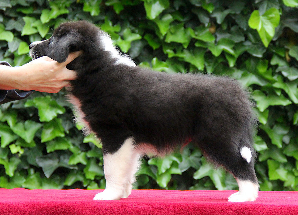 7 weeks