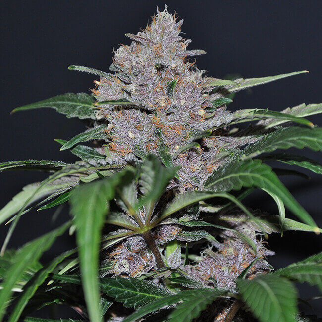 Blue Dream Cannabis Strain: Drift Away on a Dreamy Blue Cloud
