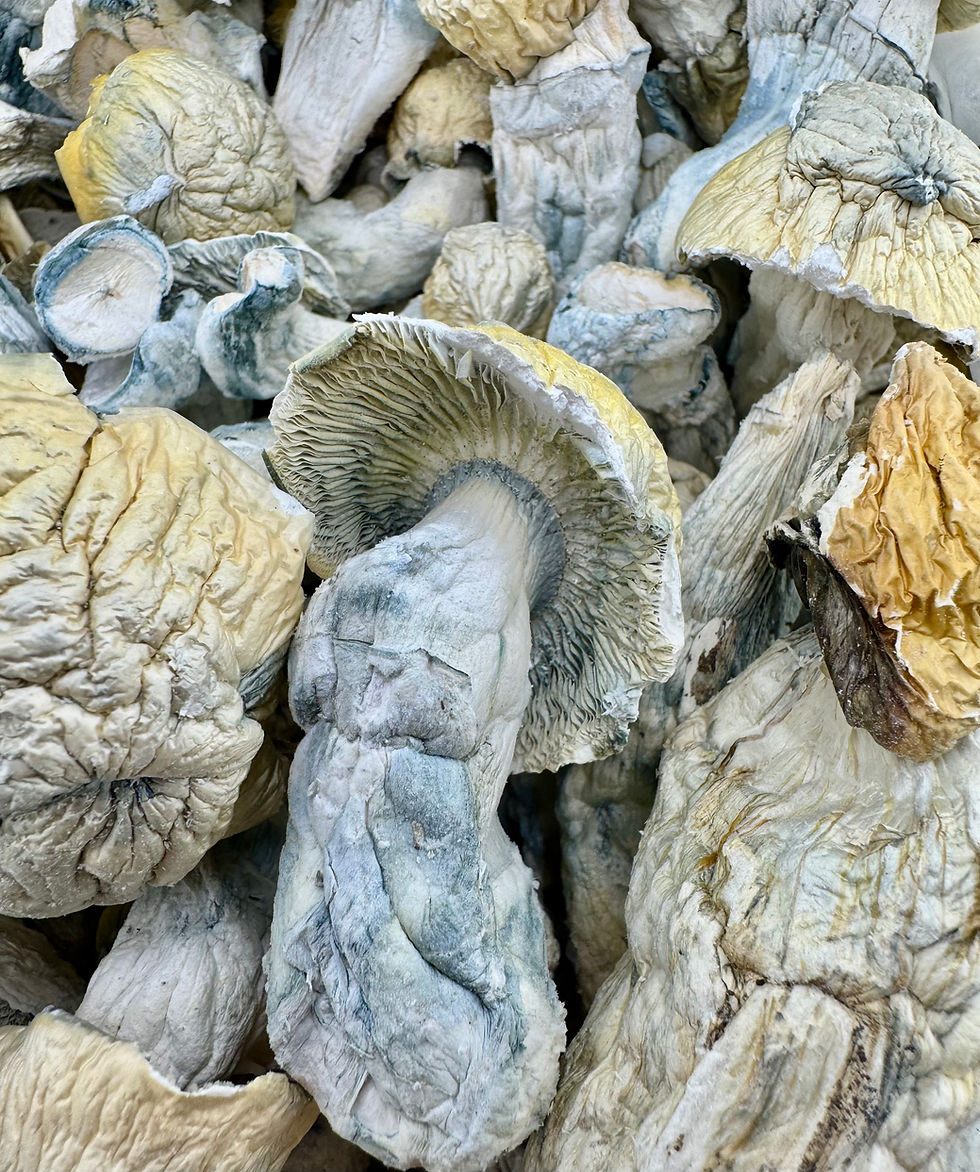 Thumbnail: Yeti Psilocybin Mushroom