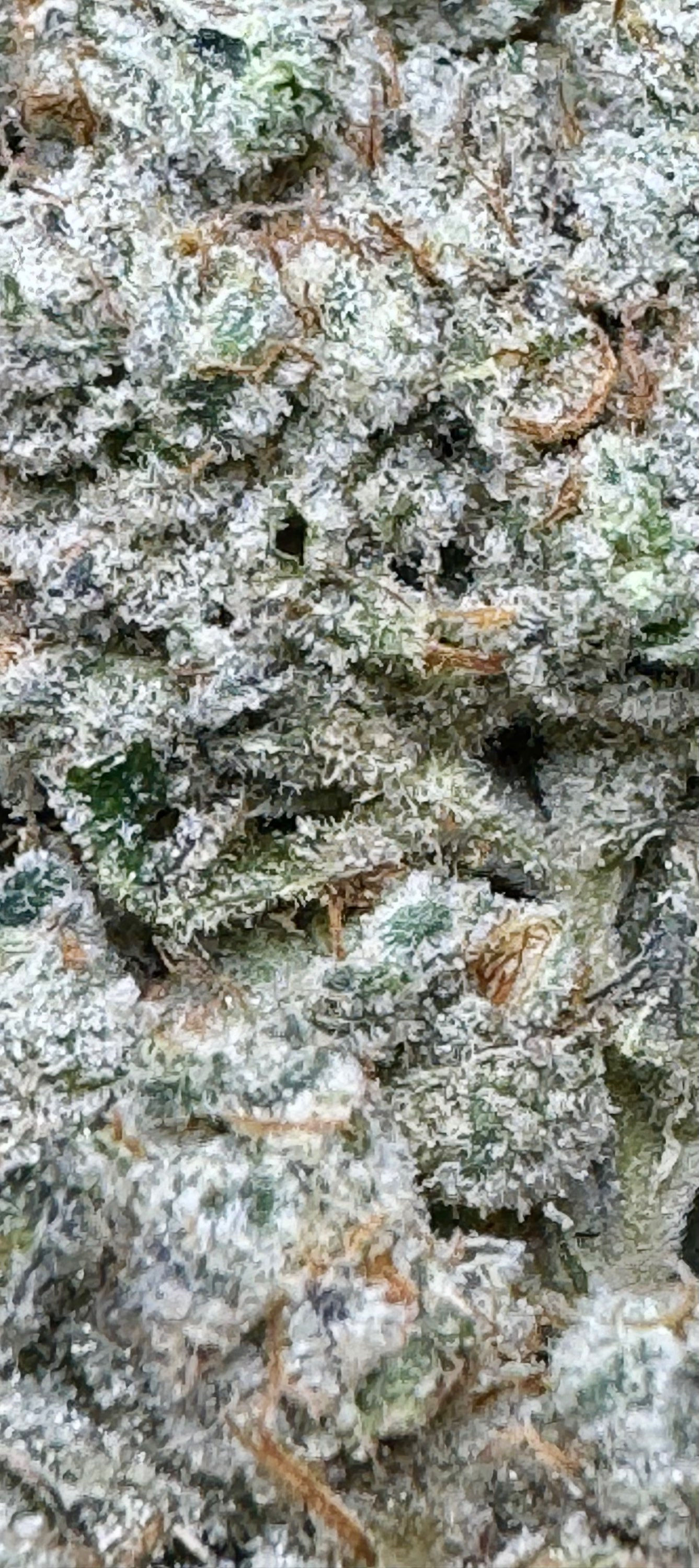 SPACE DUST (CRAFT-EXOTIC)