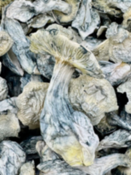 True Albino Teacher Psilocybin Mushroom