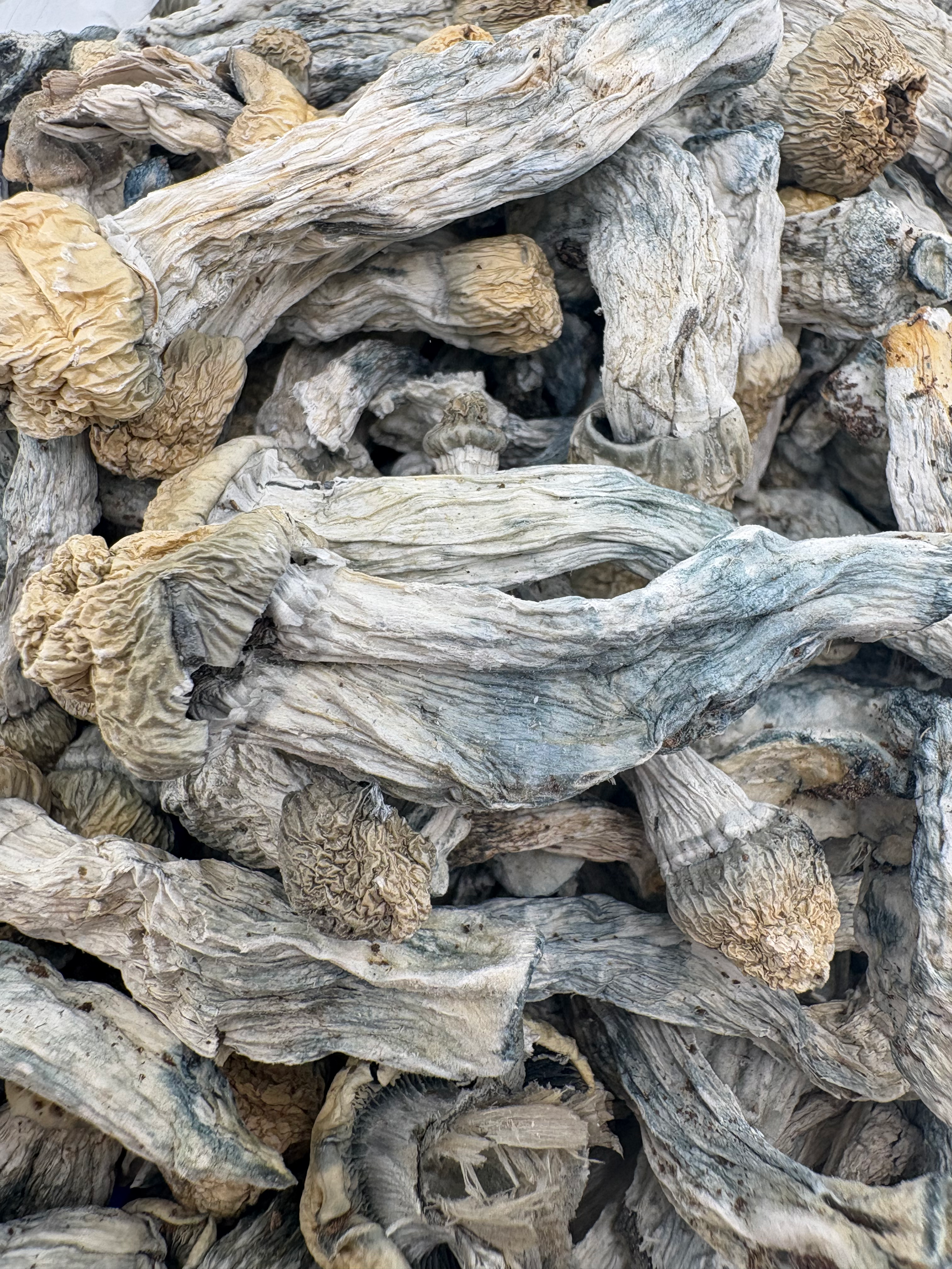 Blue Meanies Psilocybin Mushroom