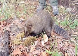 Cundinamarca: Encontraron fauna silvestre en la Serranía del Majuy, en Cota