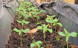 Cundinamarca reforesta para combatir el Cambio Climático