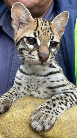 CAR recuperó ocelote en el municipio de Fusagasugá