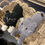 Thumbnail: Plush Cat Surprise - Litter 1