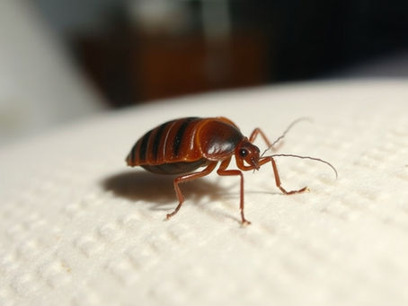 Bedwantsen Bestrijden: Herken het "Ontbijt-Lunch-Diner" patroon en onze Schiphol-service
