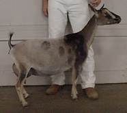 Dill's TG Brand New Girlfriend.png