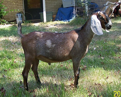 queen acres jungle jym.jpg