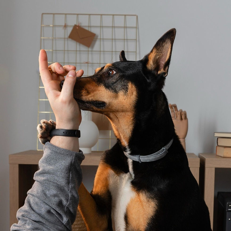 ¿Cuánto conocés sobre el olfato de tu perro?
