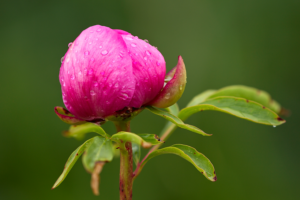 Peonia