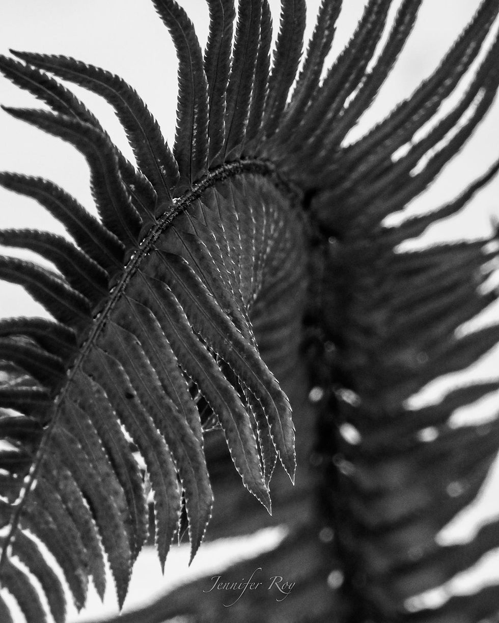 Thumbnail: Fern Lines - Art Card