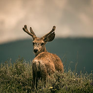Deer Looking Back_edited.jpg