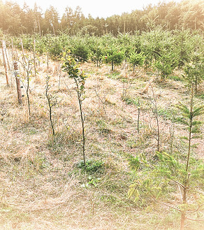 PXL_20200904_121837635_edited_edited_edi