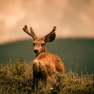Deer Looking Back_edited_edited.jpg