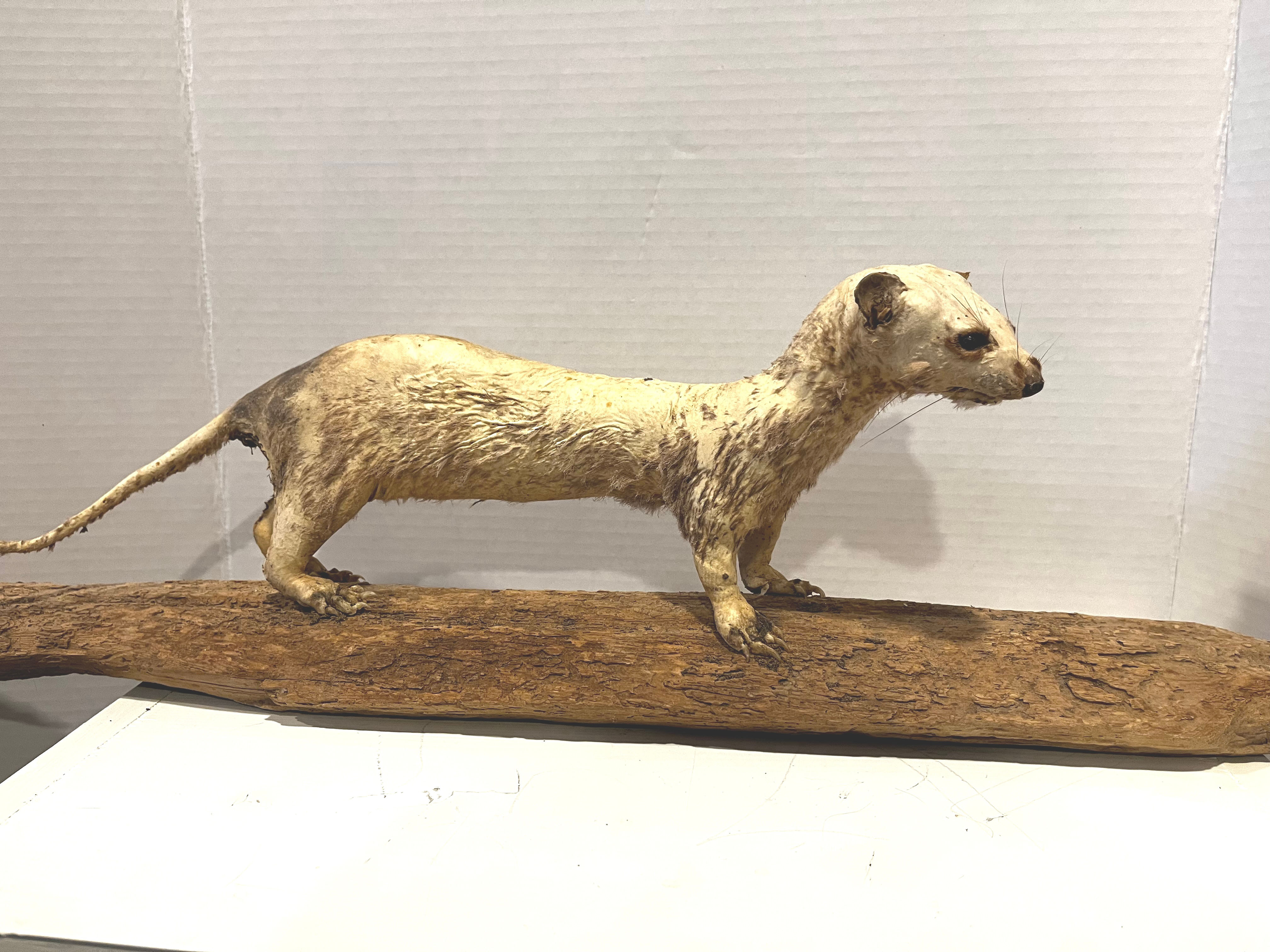 Taxidermy ermine