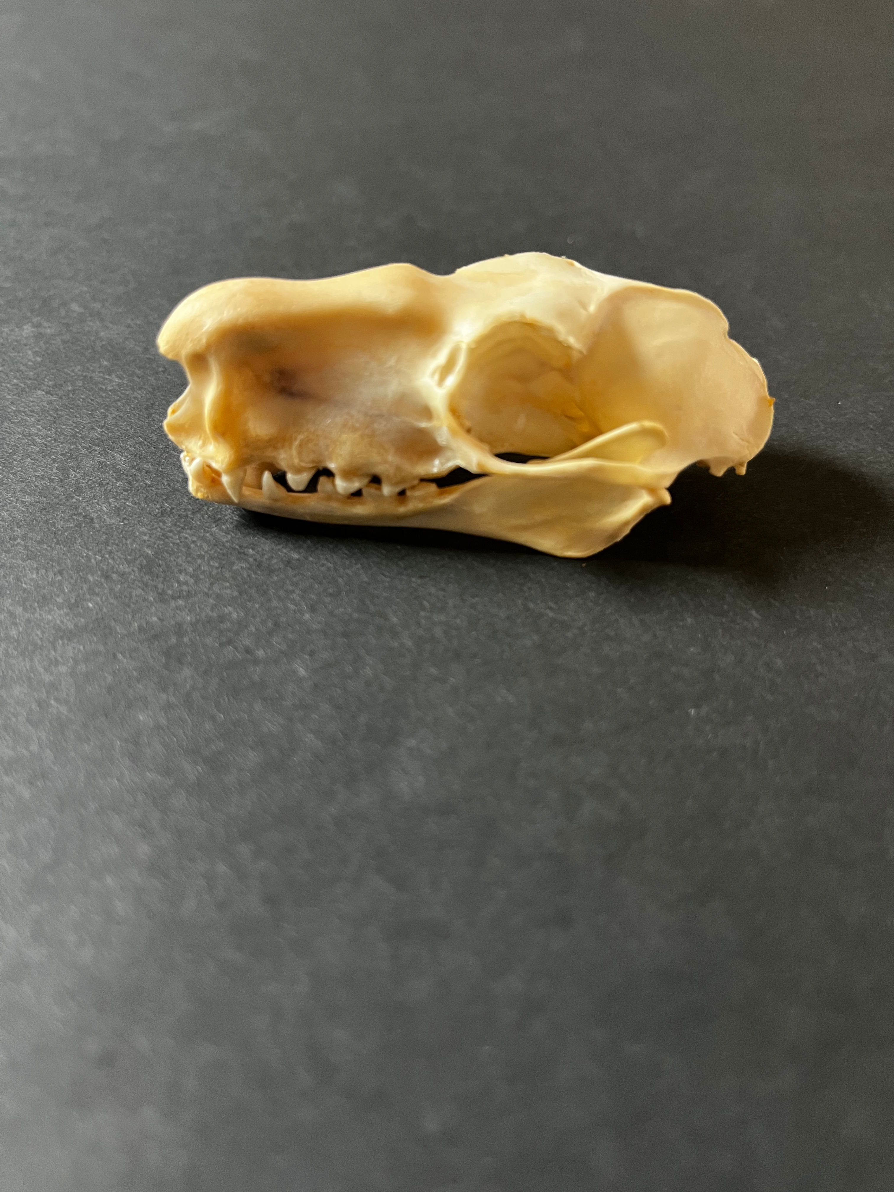 🦇 Hammer‑Headed Bat Skull (Hypsignathus monstrosus)